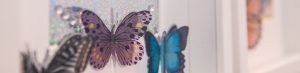 Butterfly decoration in care home