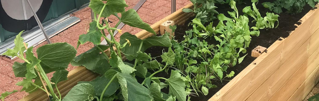 vegetables growing in a planter